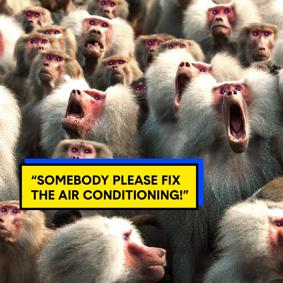 ACS_Monkey_2 ACS_Monkey_2
